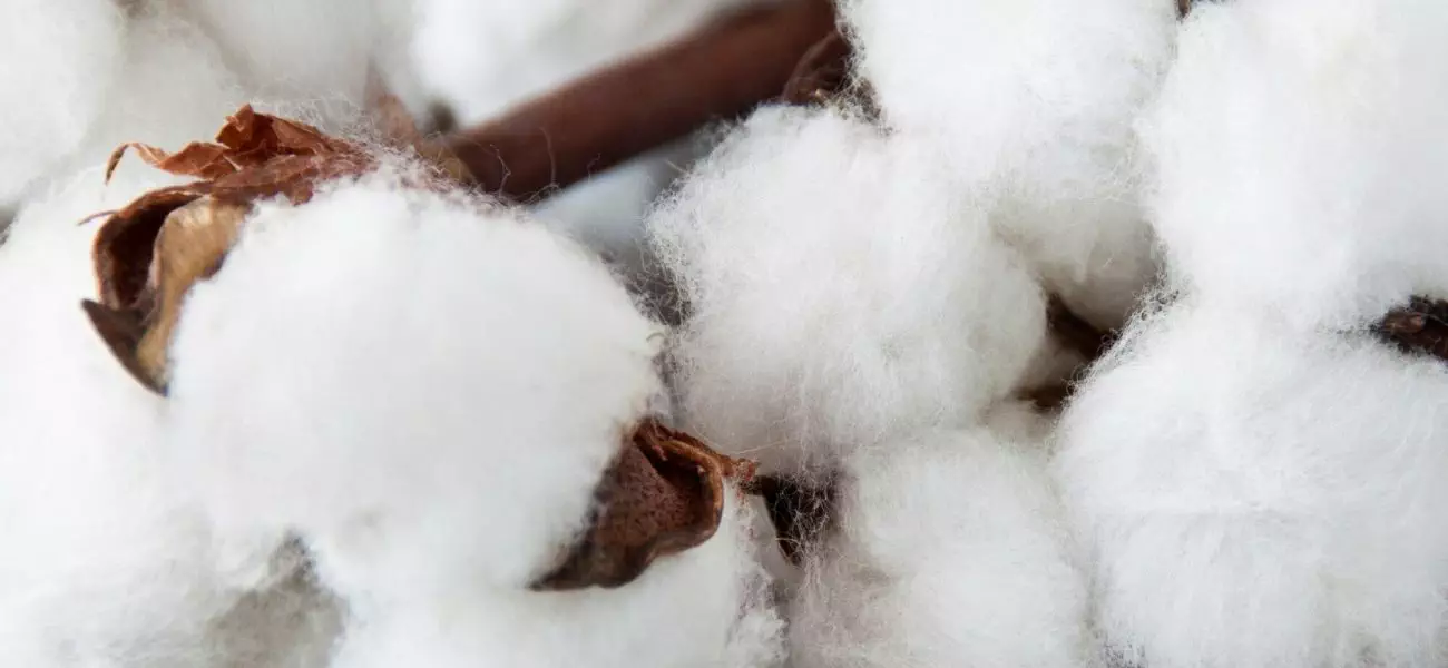 Cotton wool close up against wooden background close up