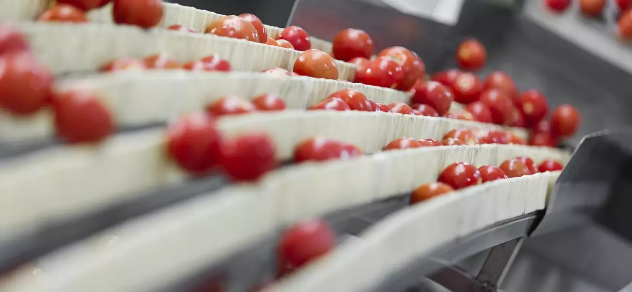 tomato calibration machine in a dry tomato production facility