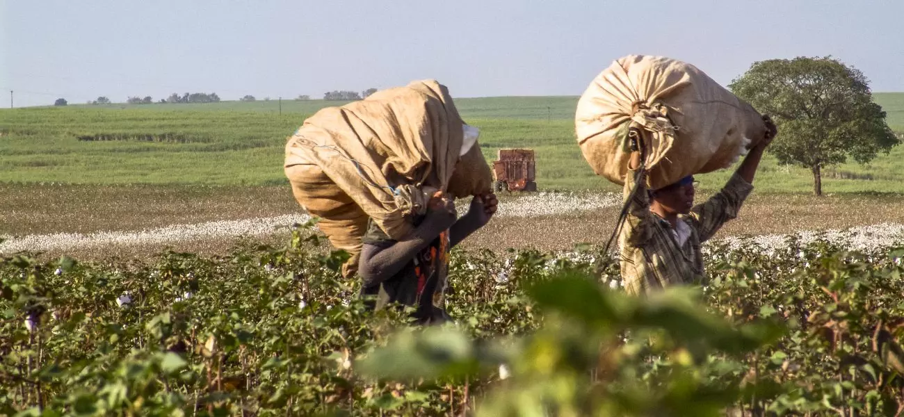 Leme, Sao Paulo, Brazil, May 10, 2005. two men working in a cotton field during the harvest.