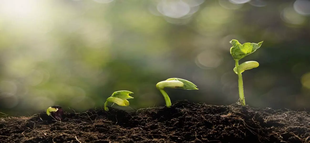 Young plant growing in the morning light and green bokeh background  , new life growth ecology concept