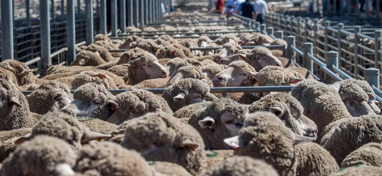 SheepSaleYards_Jo-Ann McArthur tilpasset