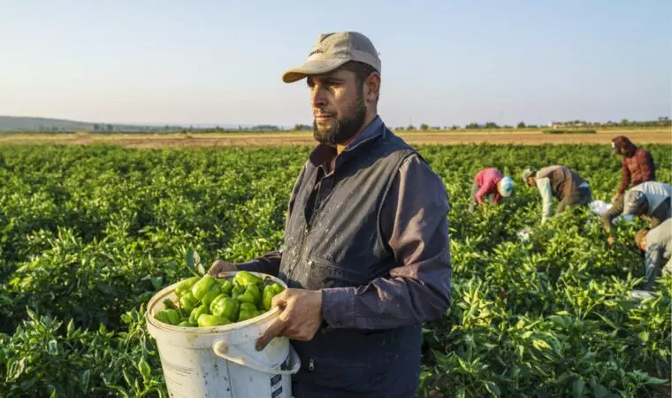 Seasonal workers working in the farm and harvesting green peppers near Gaziantep, Turkiye