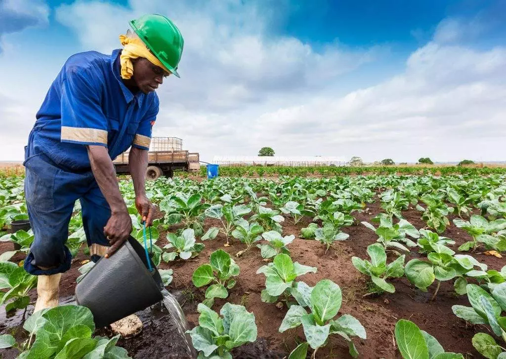 CABINDA/ANGOLA - 09JUN2010 - African farmer to watering plantation.