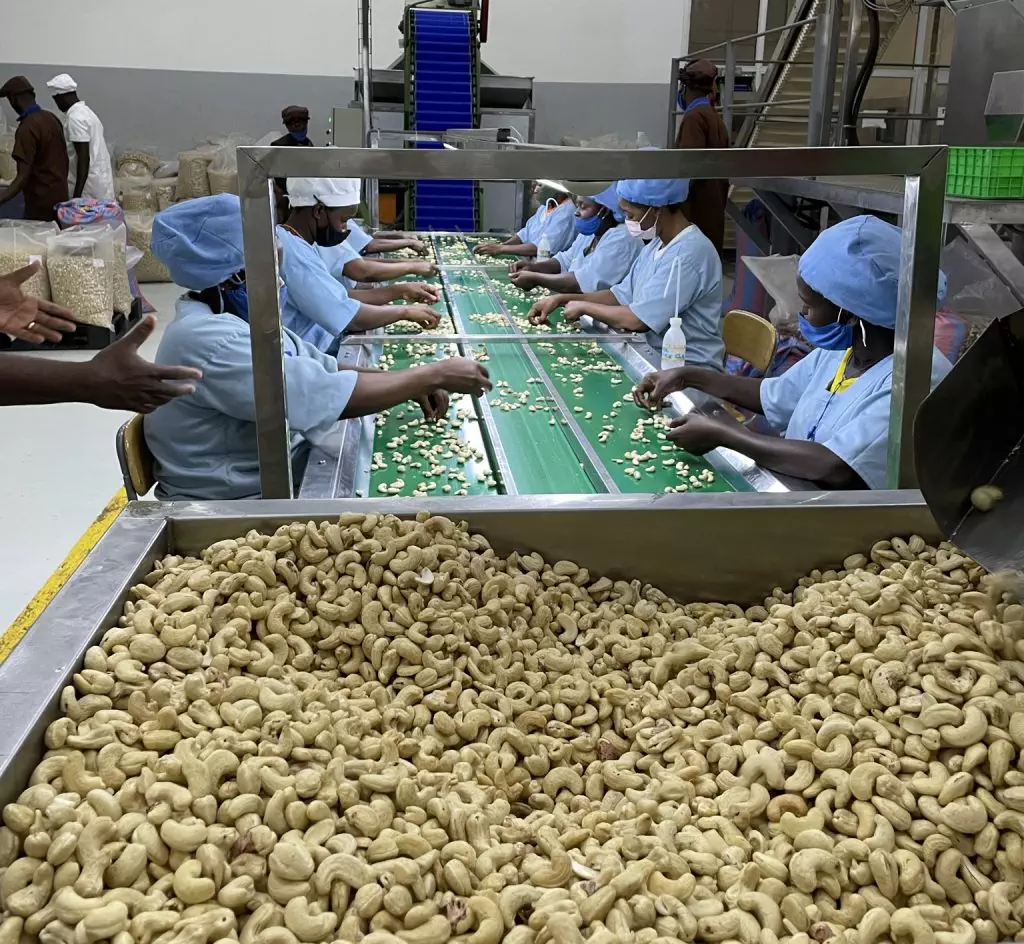 Cashewnøtt-produksjon i Elfenbenkysten