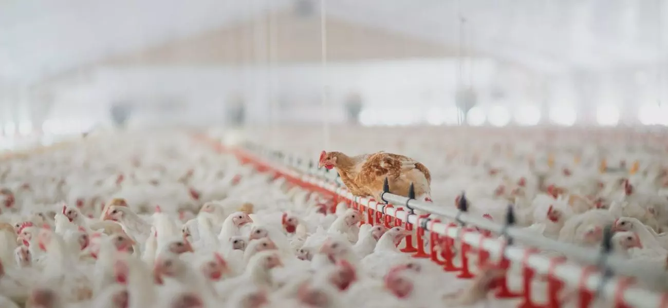 Shot of a large flock of chicken hens all together in a big warehouse on a farm