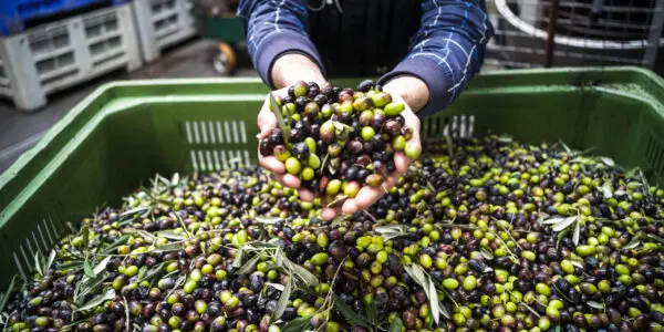 Making of Olive oil in Puglia