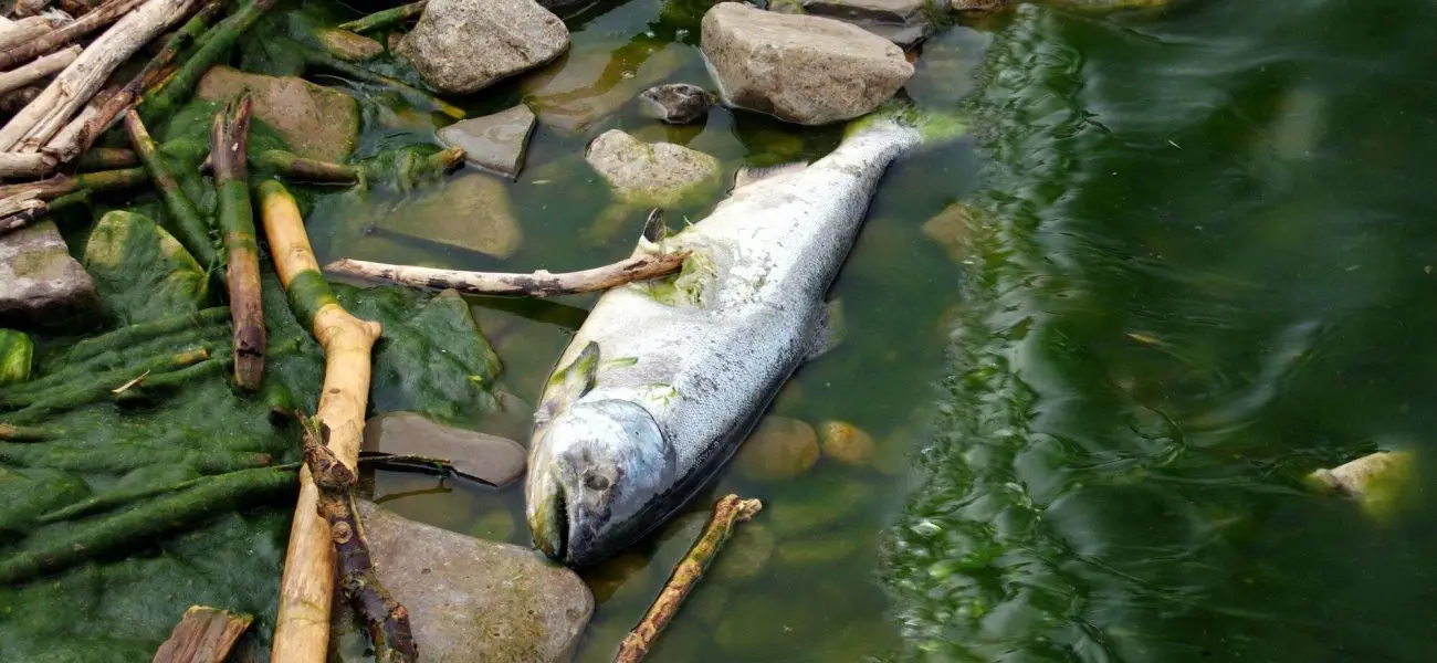 Concern for the Environment, Dead Fish, Pollution, Nature