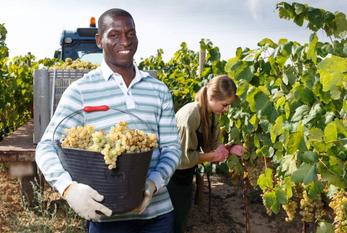 Man harvesting ripe grapes