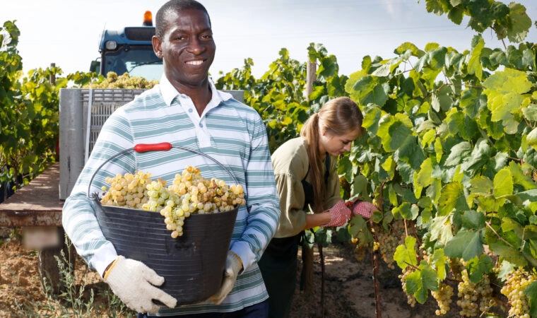Man harvesting ripe grapes