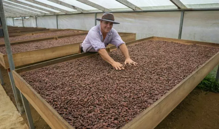 cocoa plantation worker