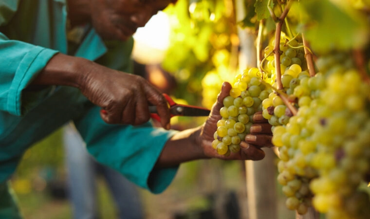 Worker harvesting grapes in vineyard