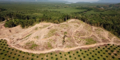 Palm oil, deforestation and rainforest, avskogning. EUDR