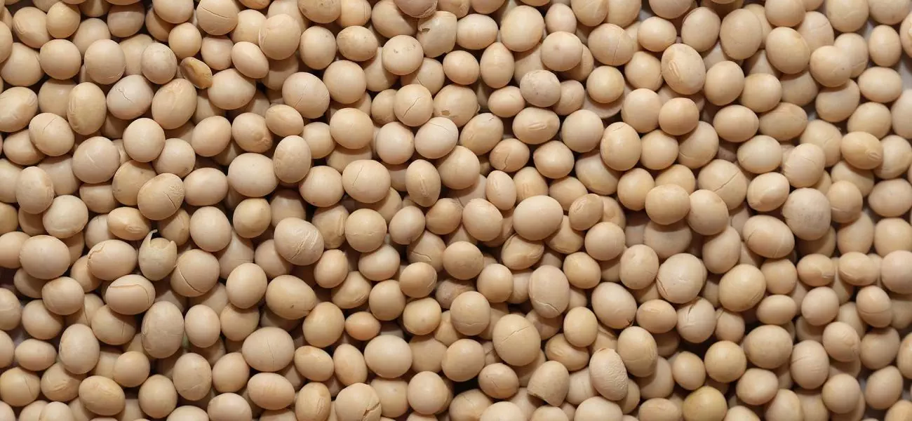 soy-bean-4994576 tilpasset